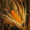 At the heart of every bourbon mash bill is corn.