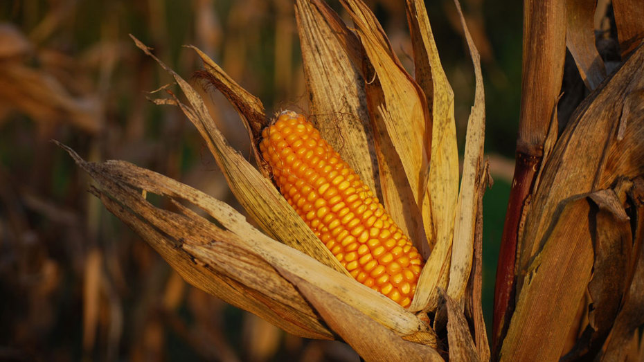 At the heart of every bourbon mash bill is corn.