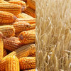 Bourbon must be made from a mash bill containing a minimum of 51% corn, while rye whiskey must contain at least 51% rye grain.
