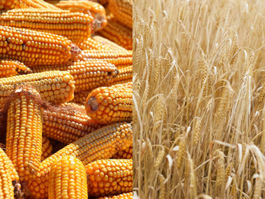 Bourbon must be made from a mash bill containing a minimum of 51% corn, while rye whiskey must contain at least 51% rye grain.