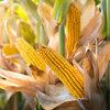 Bourbon's primary ingredient is corn, which must constitute at least 51% of the grain mix