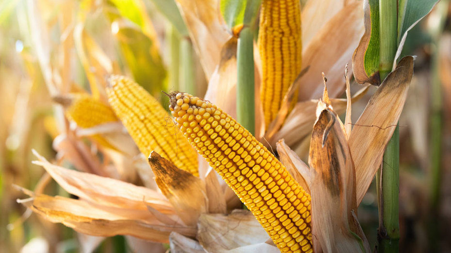 Bourbon's primary ingredient is corn, which must constitute at least 51% of the grain mix