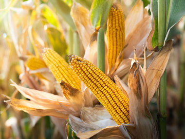 Bourbon's primary ingredient is corn, which must constitute at least 51% of the grain mix